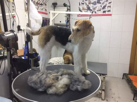 4 patas aranjuez|Peluqueria canina y felina en Aranjuez 4 Patas